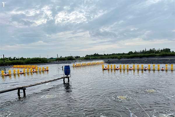 Quy trình nuôi tôm hiệu quả cho người mới bắt đầu