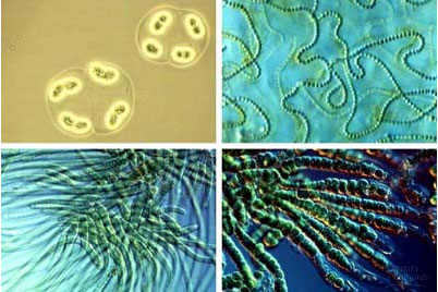 Biện pháp phòng ngừa và diệt tảo lam trong ao nuôi tôm