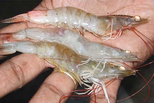 Kiểm soát 5 bệnh thường gặp trên tôm thẻ chân trắng trong mùa nắng nóng