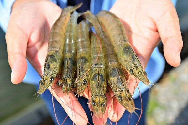 Ảnh hưởng của bọt khí siêu nhỏ lên tôm thẻ chân trắng