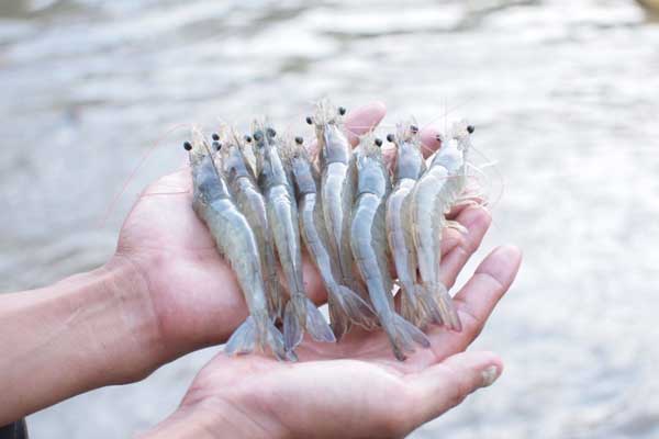 Ảnh hưởng của mật độ nuôi đến sức khỏe và năng suất tôm thẻ