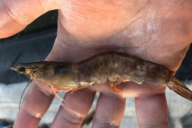 Bệnh hoại tử cơ trên tôm cách nhận biết và phòng ngừa