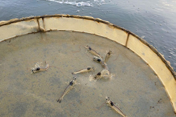 Các biện pháp phục hồi năng suất sau dịch bệnh EHP