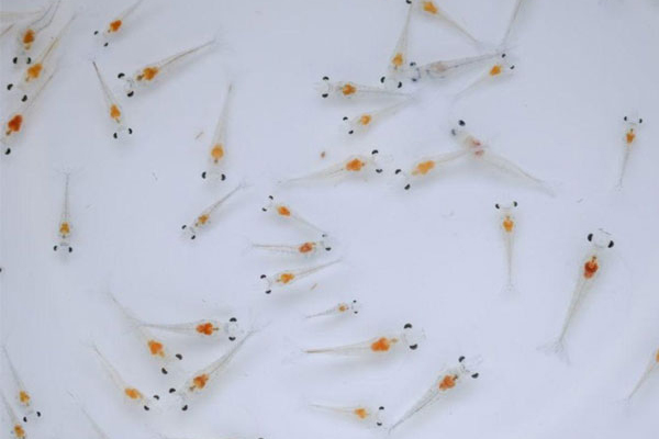 Các lưu ý thả tôm giống