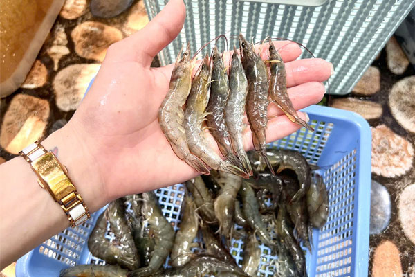 Các phương pháp phòng trị EHP hiện nay