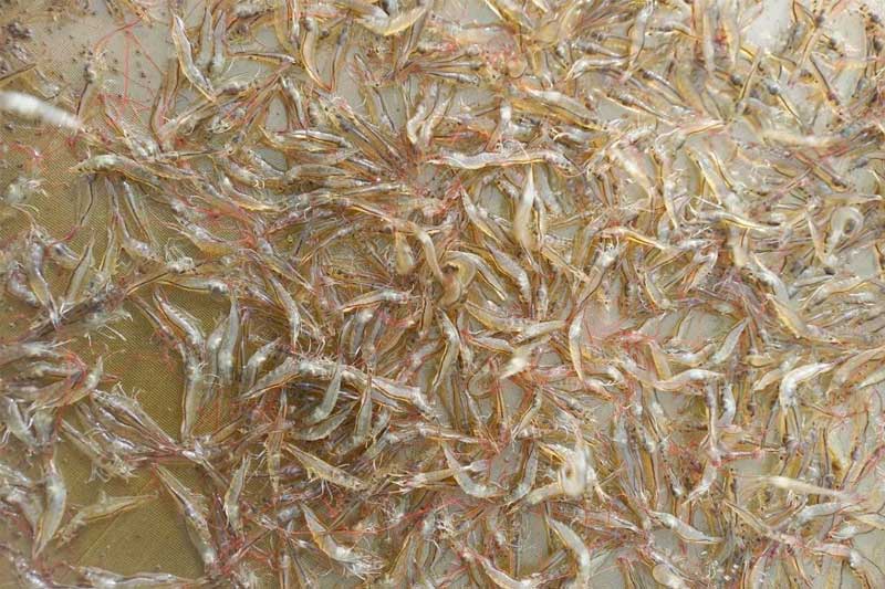 Cách cho tôm ăn vừa đều vừa tránh lãng phí thức ăn