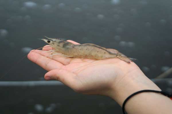 Cách tính kích thước tôm thẻ chân trắng một cách đơn giản