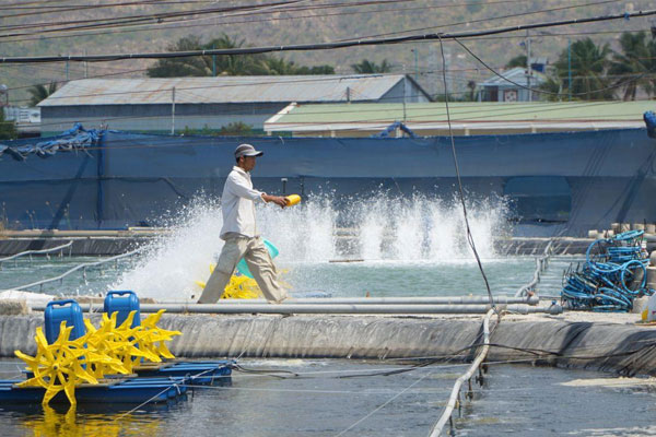 Cách tư duy để vi sinh phát triển mạnh trong nuôi tôm