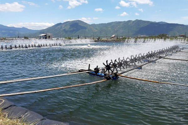 Cân bằng ion khoáng trong nước ao nuôi