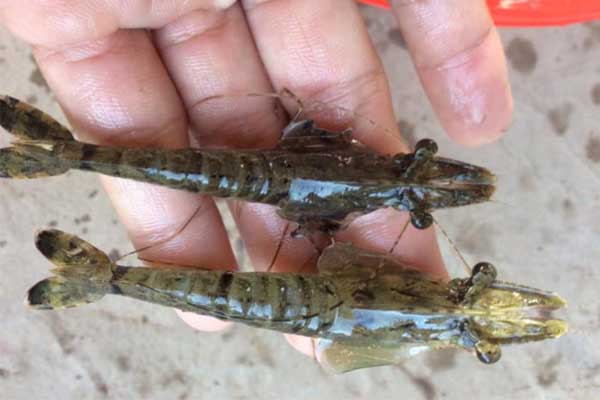 Nắng nóng mùa hè: Cảnh giác bệnh vểnh mang ở tôm nuôi