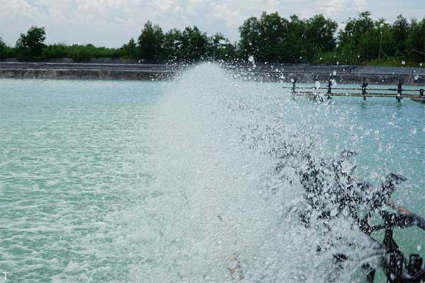 Chăm nước ao đúng cách khi độ mặn thấp, trời mưa kéo dài