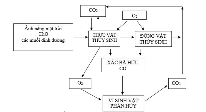 chu-trinh-chuyen-hoa-vat-chat-ao-nuoi