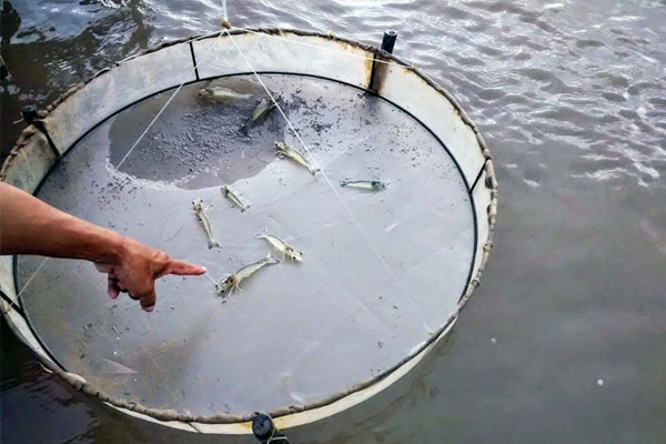 Có nên tăng mồi cho tôm mỗi ngày không?