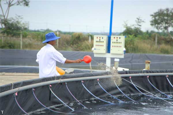 Diệt khuẩn bừa bãi: lợi bất cập hại trong nuôi tôm công nghiệp