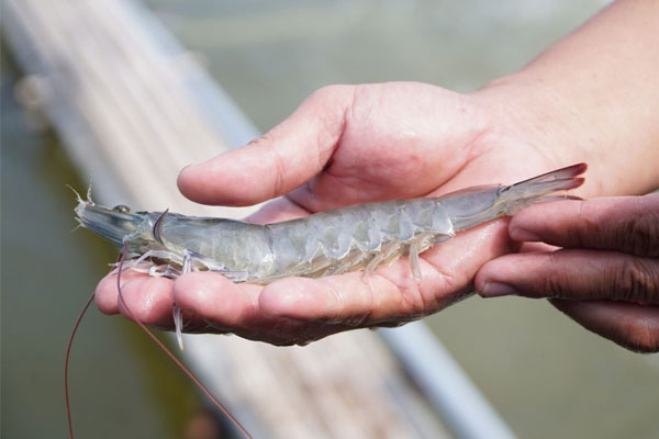 Điều kiện môi trường thúc đẩy sự phát triển của EHP