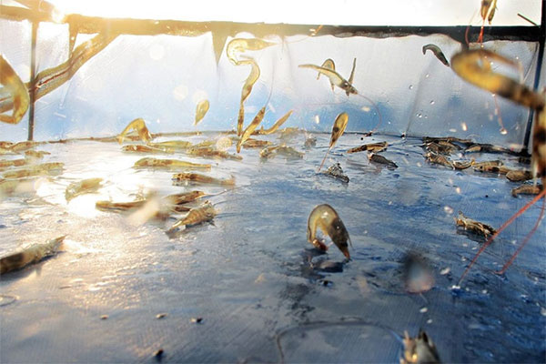 Dùng rong biển và cá rô phi làm sạch nước ao nuôi tôm