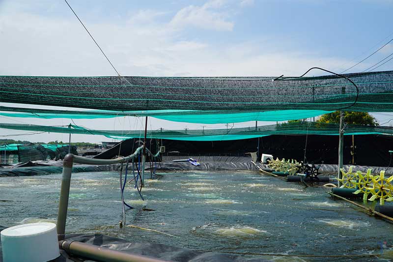Giải pháp khắc phục ảnh hưởng thời tiết đến tôm nuôi