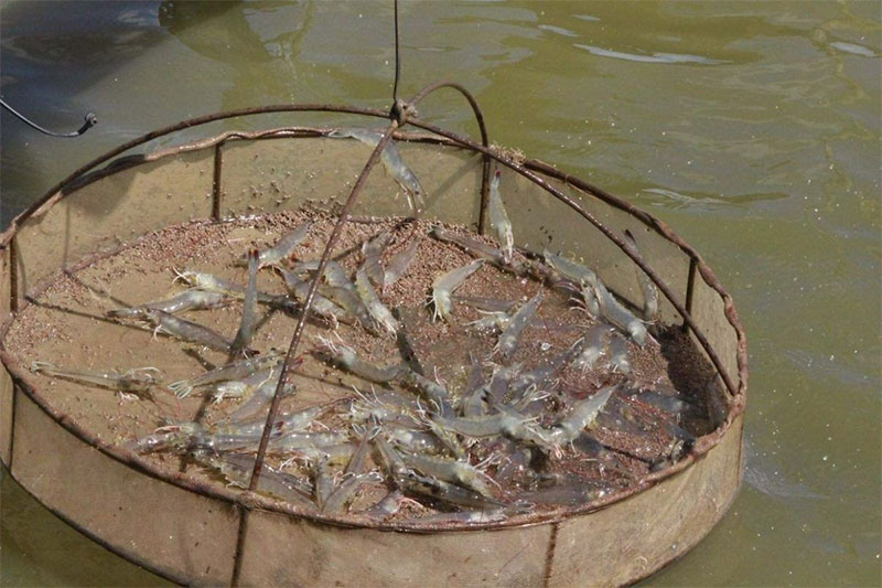 Hiện tượng tôm búng nhiều trên mặt nước