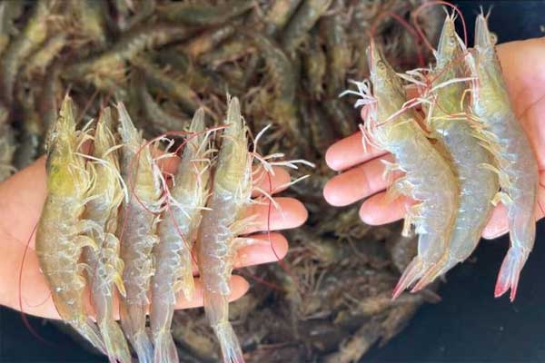 Hướng dẫn nuôi tôm thẻ chân trắng