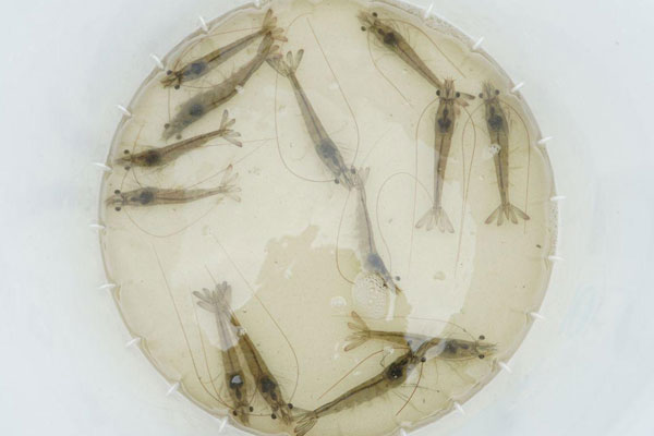 Khí độc NH4 gây hại gì cho tôm