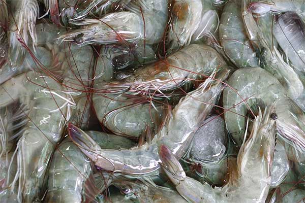 Kiểm soát Ethoxyquin trong thức ăn tôm để đáp ứng tiêu chuẩn nhập khẩu Nhật