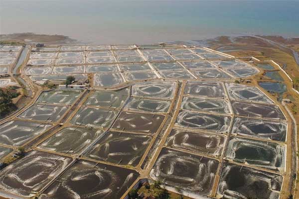 Kinh tế tuần hoàn nuôi trồng thủy sản là đổi mới sáng tạo