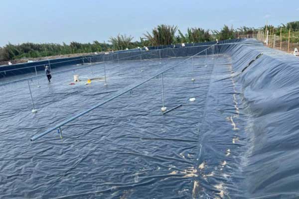 Kỹ thuật nuôi tôm ao lót bạt