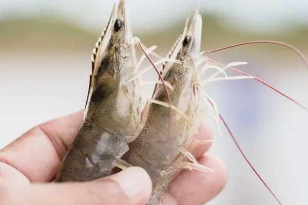 Kỹ thuật nuôi tôm nước ngọt