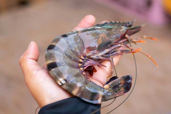 Kỹ thuật nuôi tôm sú và biện pháp phòng bệnh