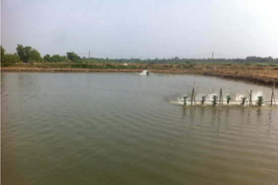 Kỹ thuật nuôi tôm và thả tôm giống đúng cách