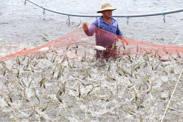 Kỹ thuật thực chiến cho người mới bắt đầu nuôi tôm