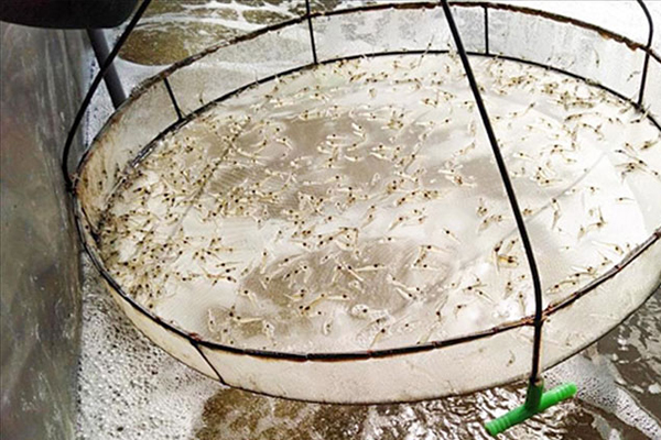 Kỹ thuật vèo tôm giống sao cho hiệu quả