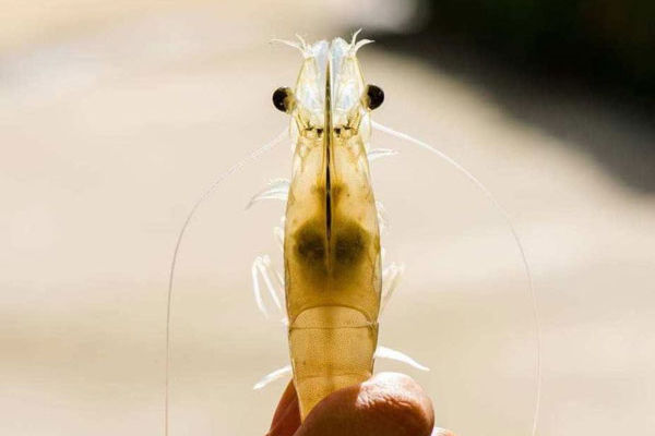 Mối liên hệ giữa bệnh gan và bệnh đường ruột ở tôm