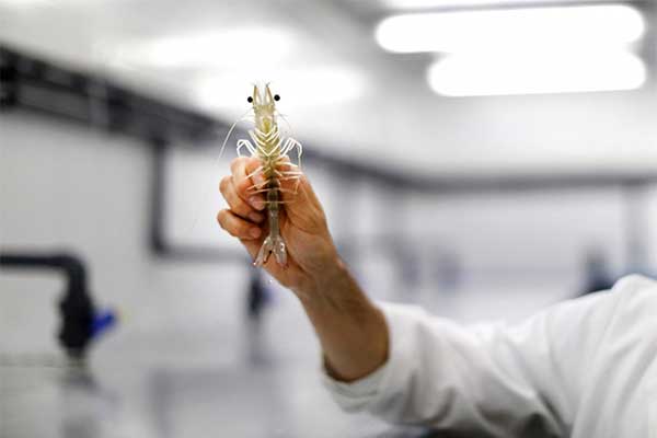 Môi trường vô trùng trong nuôi tôm thật chất chỉ là ảo tưởng!