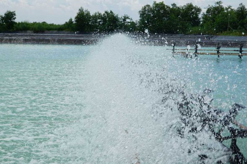 Một số loài nấm dễ xuất hiện trong ao nuôi