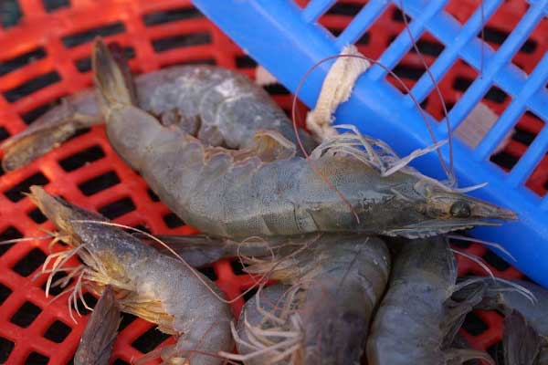 Mức hỗ trợ cho cơ sở thủy sản bị tiêu hủy do dịch bệnh