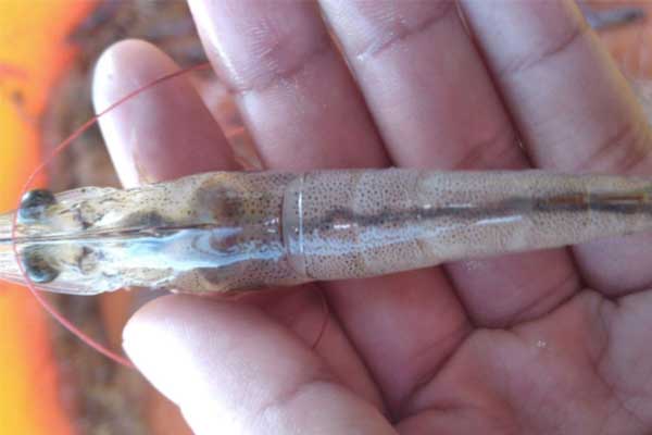 Nguyên nhân và biện pháp phòng trị tôm ruột cong