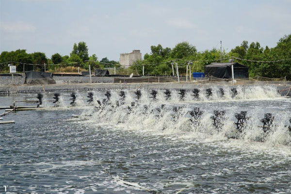 Nhu cầu oxy cho tôm thẻ chân trắng và các vấn đề liên quan