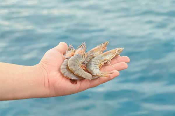 Nuôi ghép tôm và rong nho