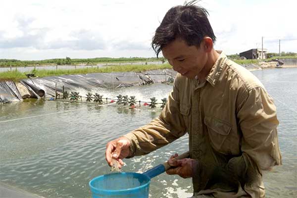 Nuôi tôm công nghệ cao ở Việt Nam: Cởi “nút thắt” chi phí để giữ lợi nhuận