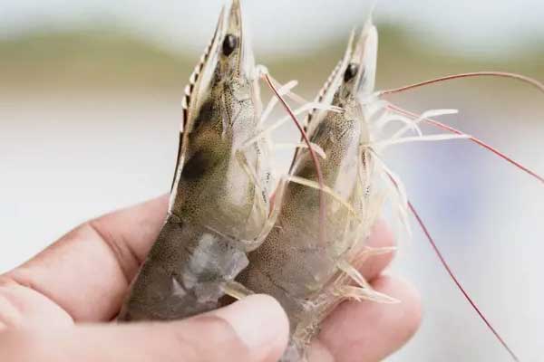 Kỹ thuật nuôi tôm nước ngọt