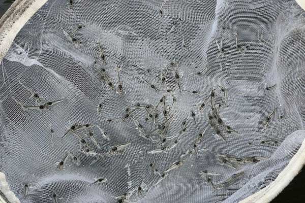 Phân biệt và lựa chọn tôm giống chất lượng cao