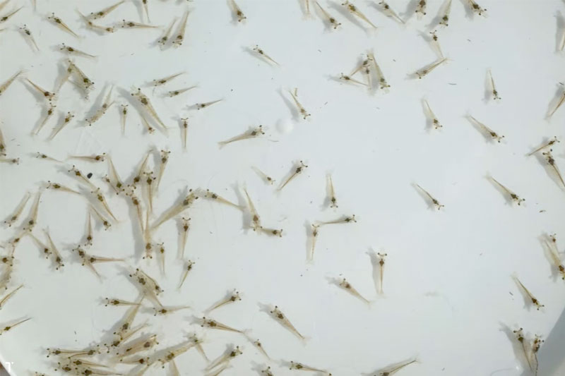 Phòng ngừa bệnh TPD