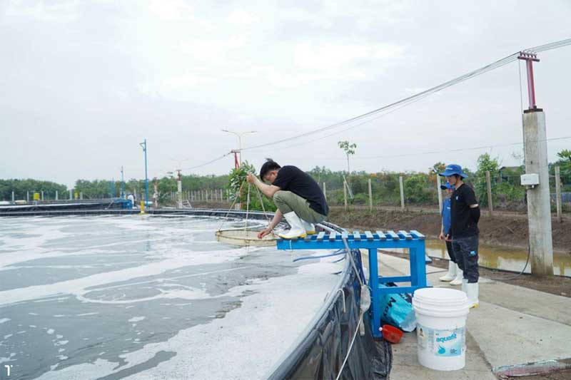 Phòng trị bệnh taura trên tôm thẻ chân trắng