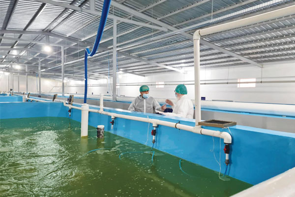Quy định về thời hạn sử dụng tôm thẻ chân trắng bố mẹ