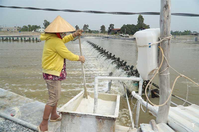 Rải vôi đúng cách cho ao nuôi ngày mưa