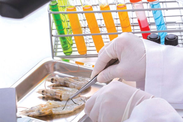 Sử dụng PCR để phát hiện EHP trong tôm