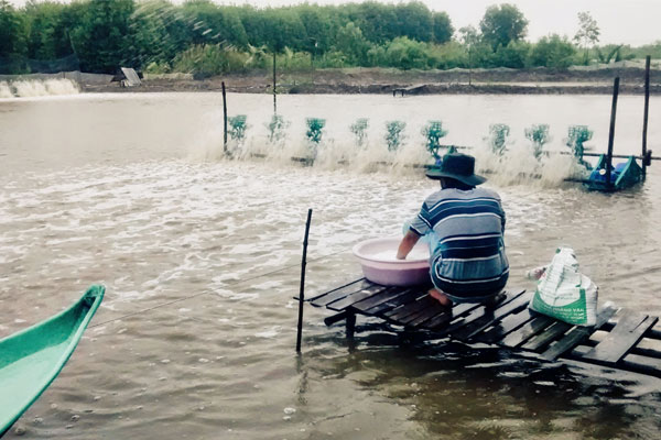 Sự thật về tác động của gió đến ao nuôi tôm
