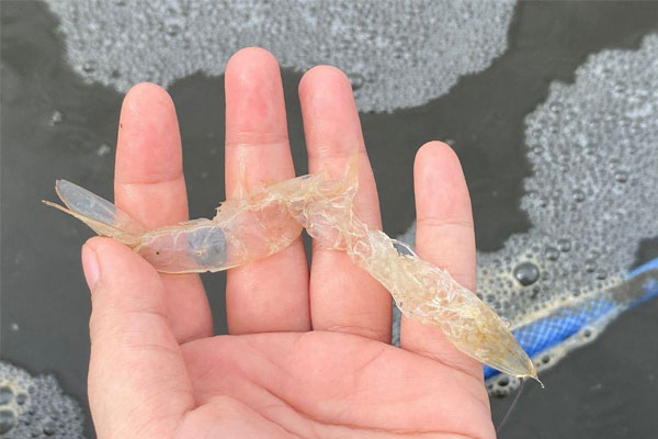 Tại sao tôm đồng loạt lột xác vào ngày Rằm