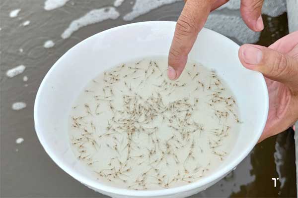 Thả giống tôm: Từ kỹ thuật đến chiến lược tối ưu vụ nuôi